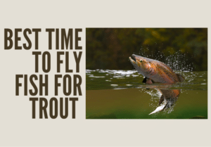 This article shows the viewers what the article is about and what rainbow trout look like.